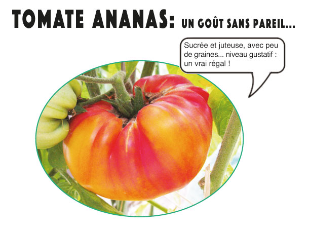 tomate ananas