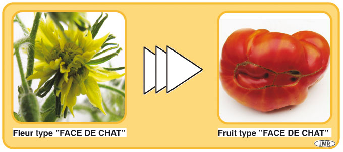 Infos Tomates Tomates Anciennes Ou Modernes Decouvrez Plus De 300 Varietes De Tomates Informations Et Conseils Gratuits Le Site De References Sur Les Tomates Fleurs De Tomates Face De Chat