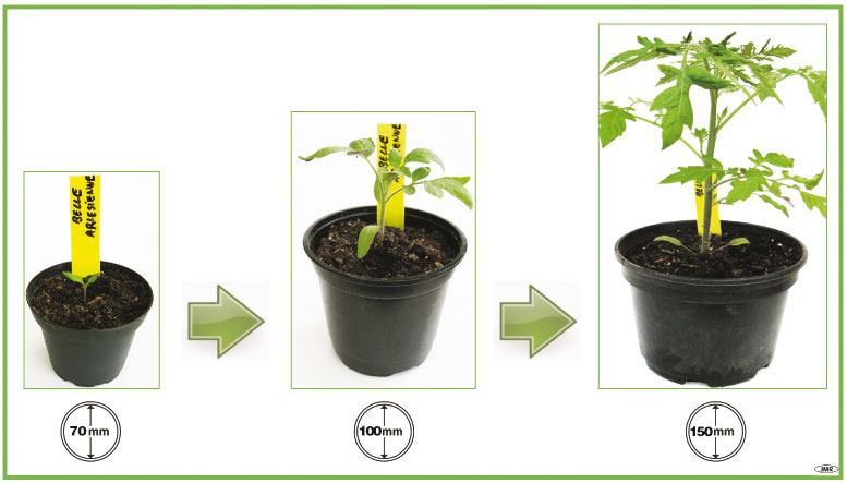 Semer des tomates : quand et comment faire ses semis de tomate ?