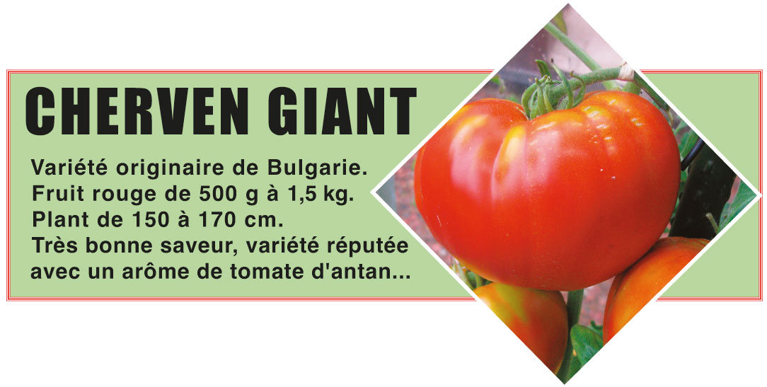 cherven giant