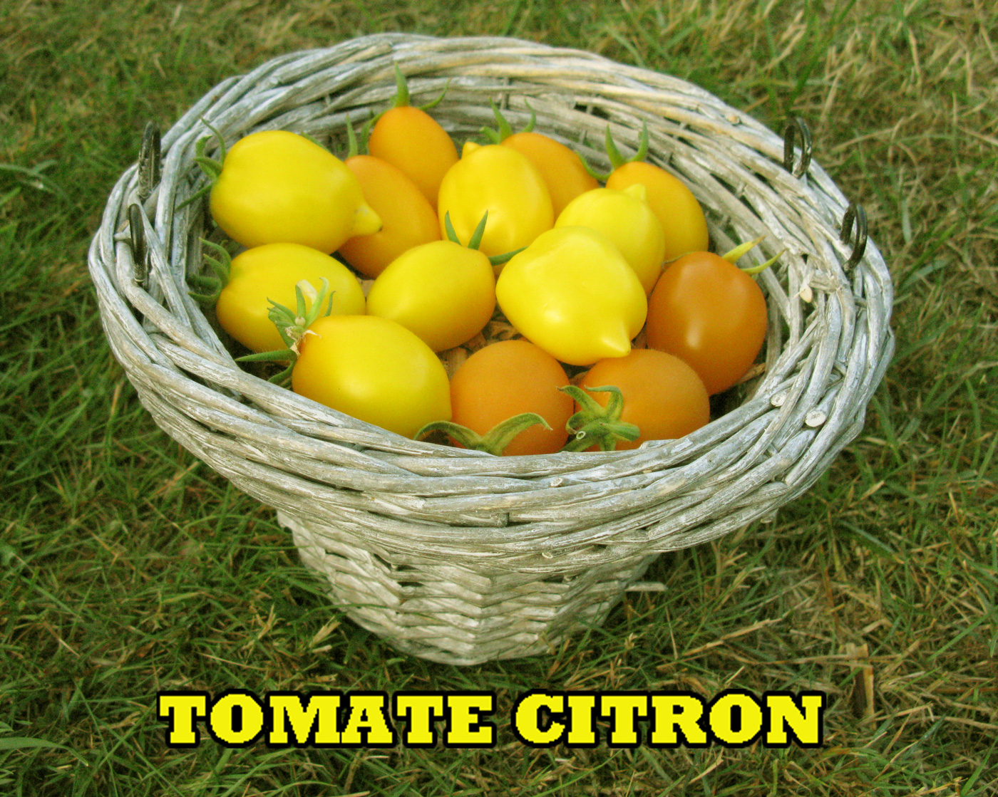 Tomate CITRON