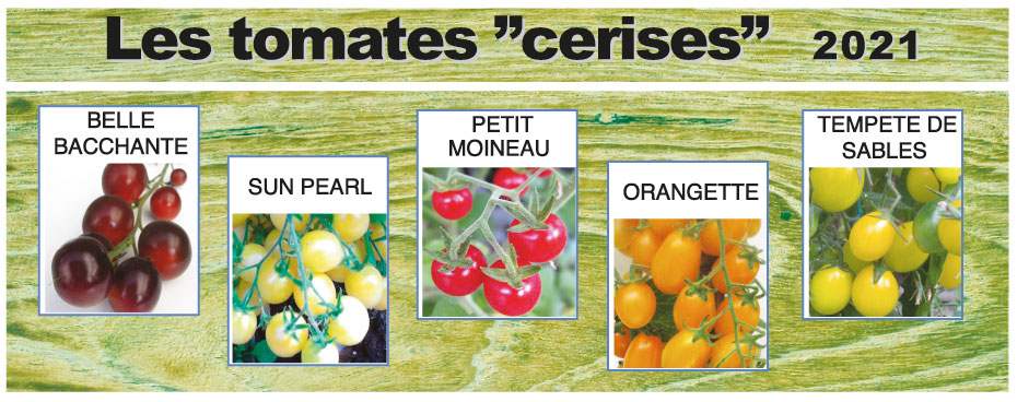 tomates cerises2021