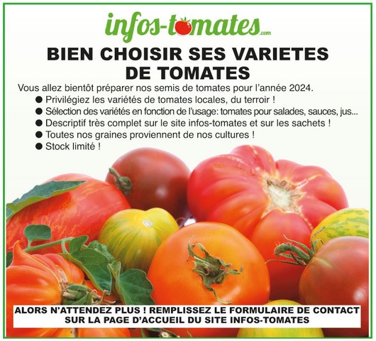 Plants de tomates, les incontournables du potager