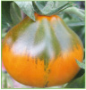 Japanese Trifele Orange