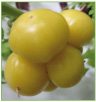 White Belgium Tomato